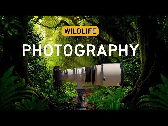 Podcast Trailer: Nature & Wildlife Photography : Our Passion For The Wild & Lens