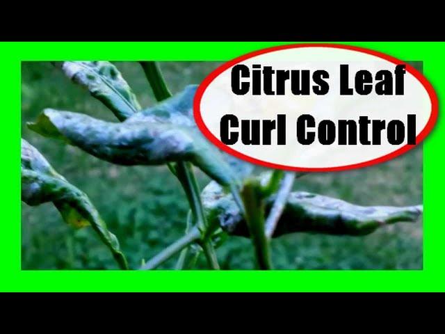 Citrus Leaf Curl Treatment: Citrus Leaf Curling Disease