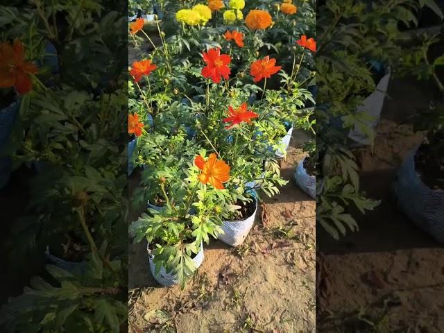 Cosmos Flower Plants Unique Color Pattern #youtubeshorts #cosmos #flowers #gardening