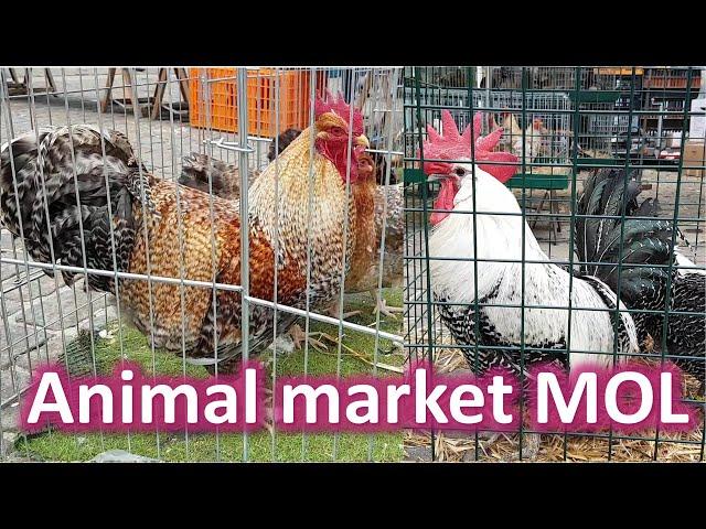 LARGEST Animal Market  GROOTSTE Dierenmarkt  Mol (Belgium)