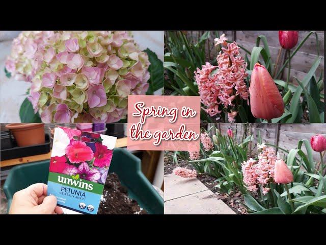 Hello Spring  Spring bulb display, Mothers day Hydrangea, Honesty blooms & sowing Petunias 