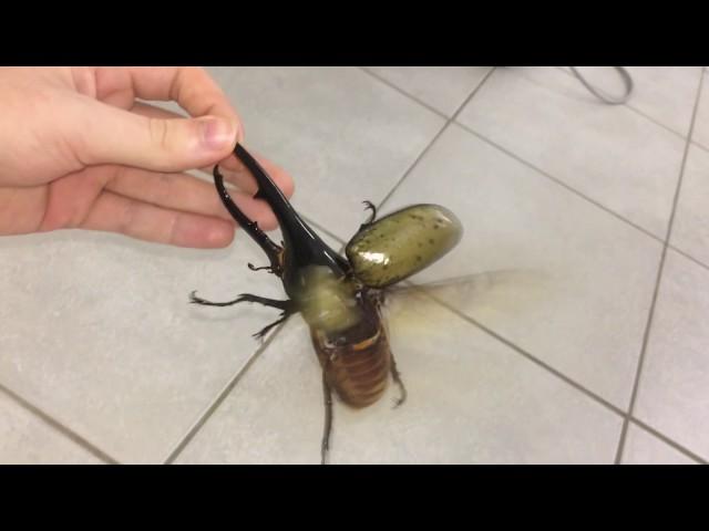 Largest beetle in the world flies !