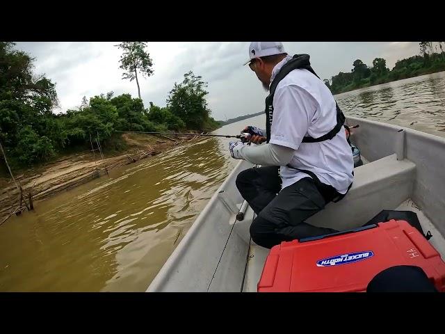 Memancing Teknik Trolling Ikan Begahak Sungai Pahang