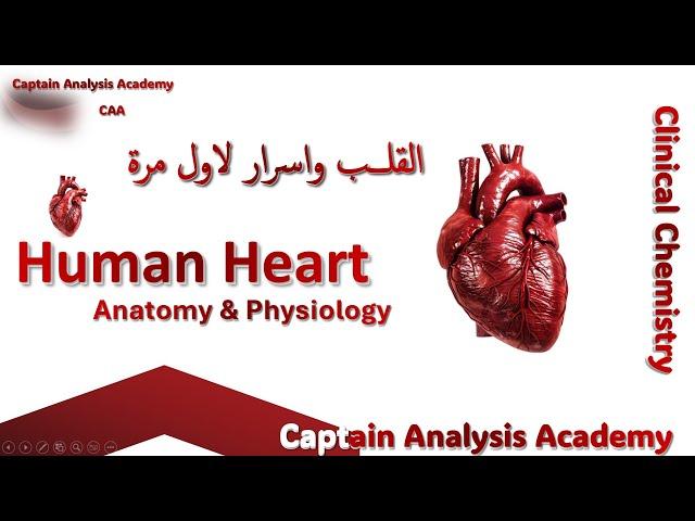 The Human Heart  اسرار عن القلب البشرى + الوصف التشريحى ودورة فى جسم الانسان