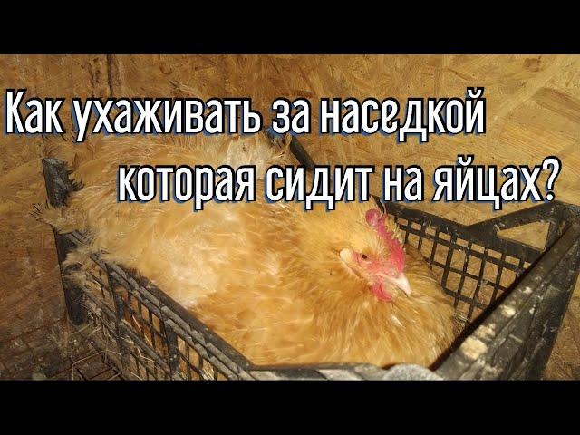 Как ухаживать за наседкой которая сидит на яйцах|Клетка для наседки|Как посадить курицу на яйца