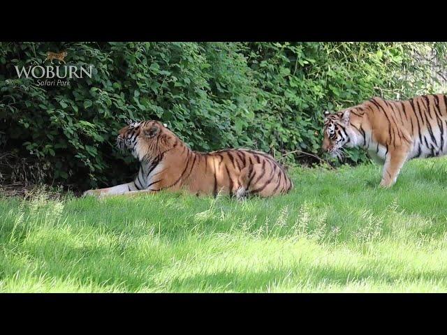 Endangered Amur Tigers Meet for First Time at Woburn Safari Park