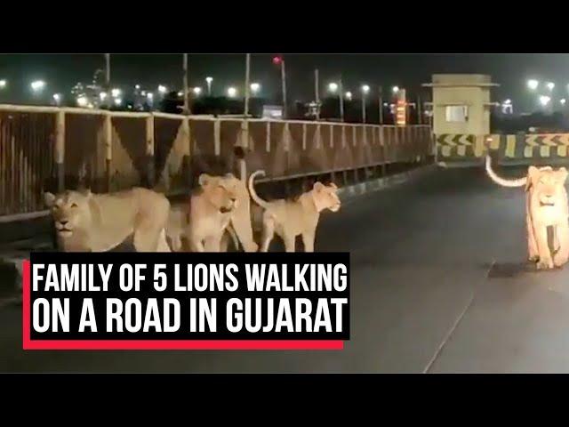 Viral video: Family of lions surprise workers at a Gujarat port | Cobrapost