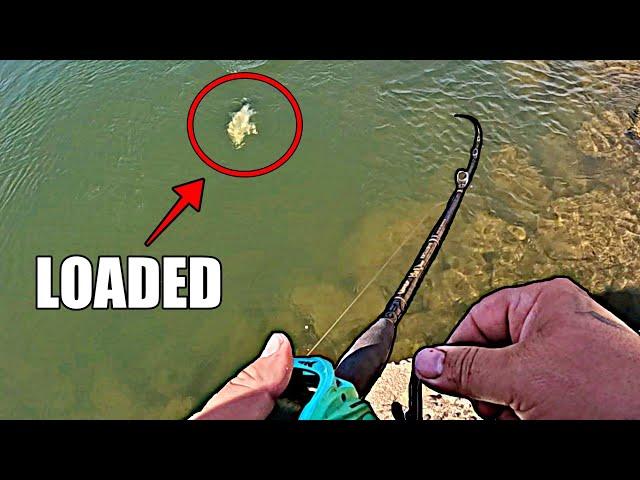 OHIO RIVER FISHING for Hybrid Striped Bass - Arig Fishing