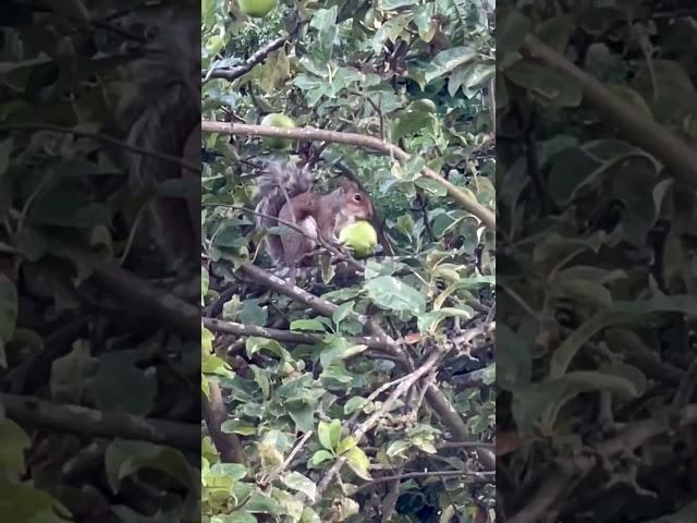 Squirrel Eating Fresh Apple