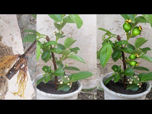 Great Guava planting techniques #guava