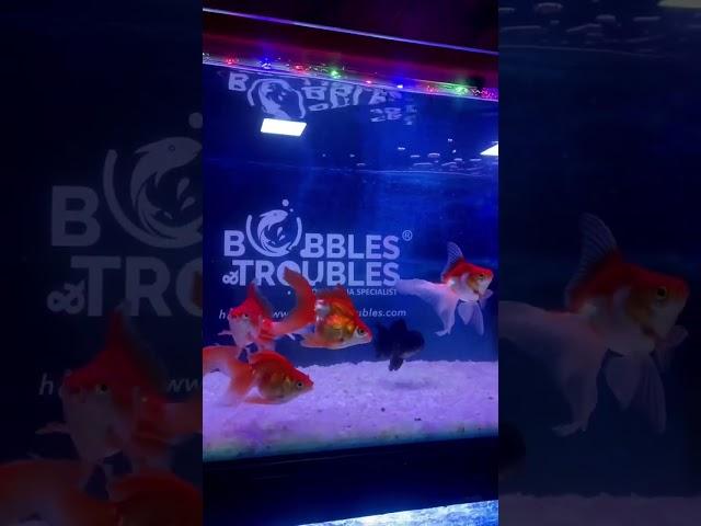 Goldfish eating Bubbles N Troubles fish food - BALYTMAS BITS