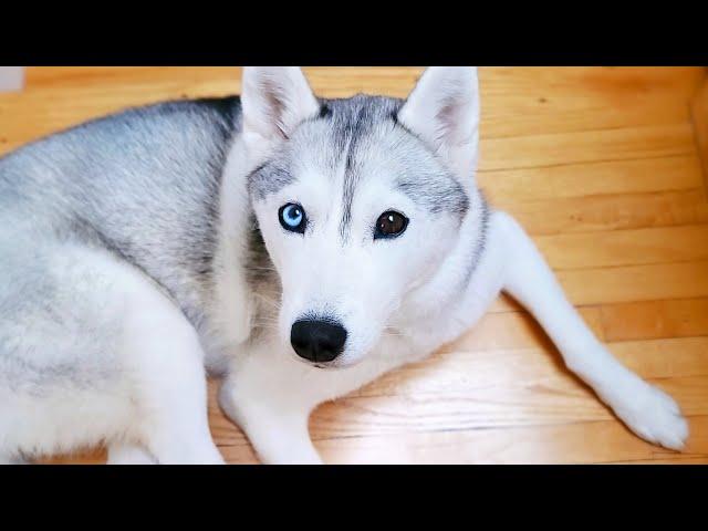  Come Hang Out With My Husky! (LIVE)