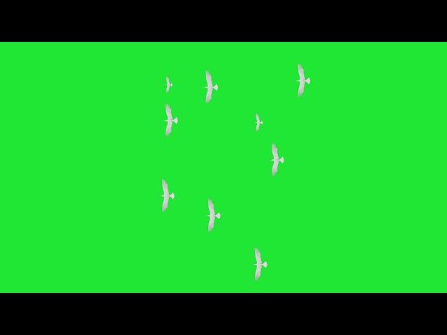 BIRDS FLYING TOP VIEW GREEN SCREEN - HD