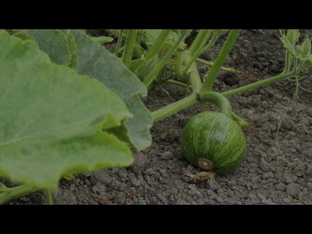 Summer Squash Growing Time Lapse