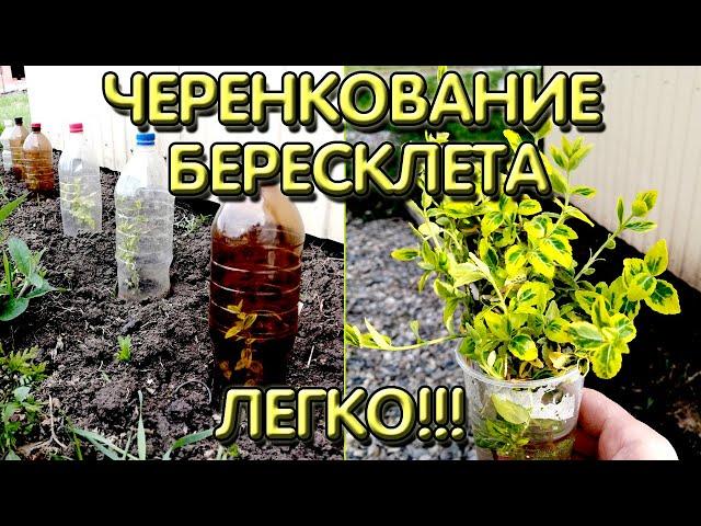 Черенкование бересклета I  Как размножить бересклет форчуна