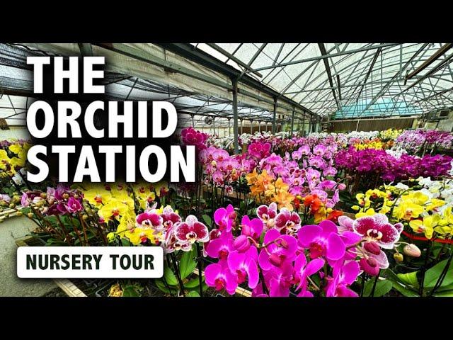 The Orchid Station Nursery Tour | Growing GORGEOUS Phalaenopsis Since 1989!