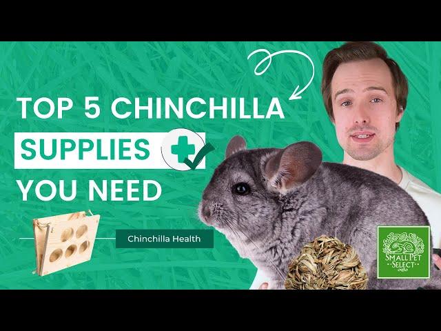 Chinchilla Care 101 (Top 5 Essential Chinchilla Supplies You NEED To Have)