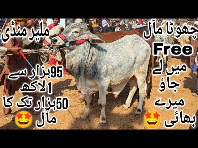 Malir Mandi Karachi Cattle Latest Rates Update Thursday 12 December 2024 | Cow Mandi 2024