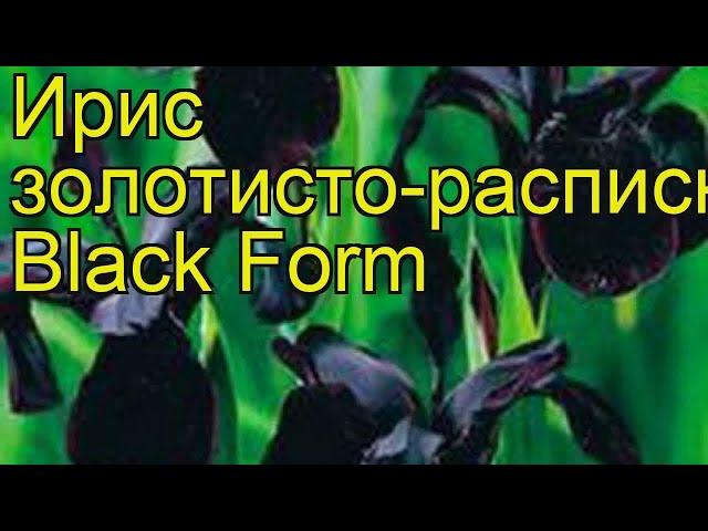 Ирис золотисторасписной Блэк Форм. Краткий обзор, описание iris chrysographes Black Form