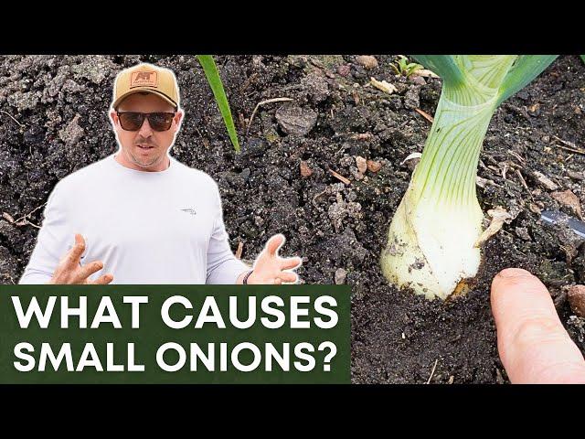 Why Are Our Onions So Small?!