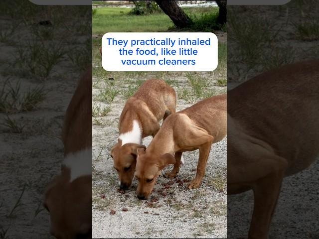 Terrified Newly Abandoned Dogs Fight Over Food