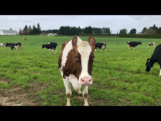 Our Cows Play on Pasture | Organic Valley