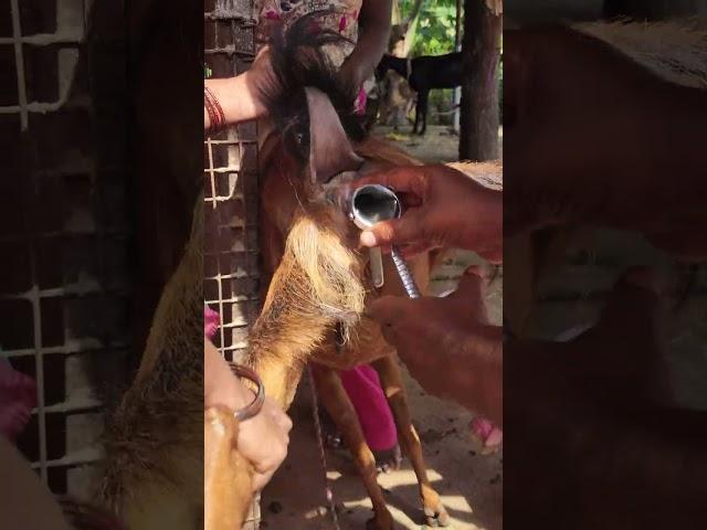 Goat  Artificial insemination (AI)