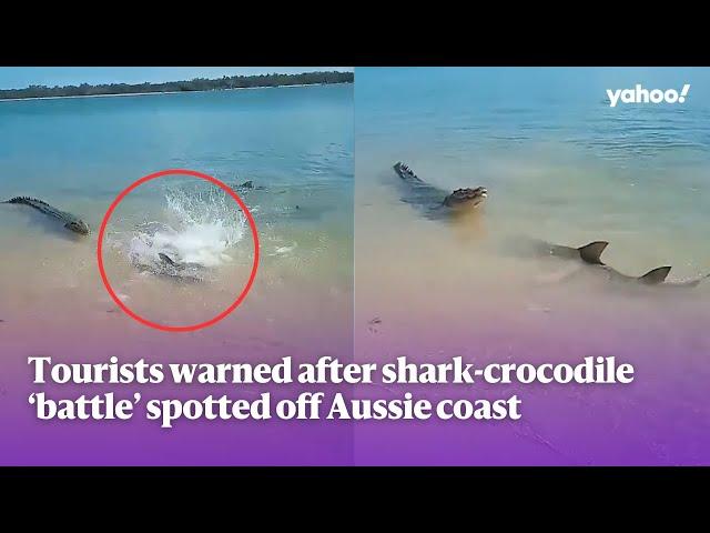 Tourists warned after shark-crocodile ‘battle’ spotted off Aussie coast | Yahoo Australia