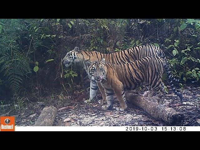 Tiger (Panthera tigris)