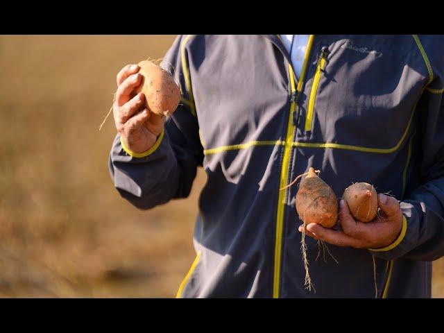 How Farmers Grow Sweet Potatoes in California + Sweetpotato Processing, Jason Tucker + Brad Ralls