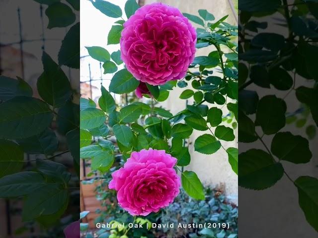 Gabriel Oak #davidaustin #rose #rosegarden #englishrose #shrubrose #garden #gardeningzone9b