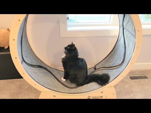 Tuxedo cat's first time on an exercise wheel - Will he figure it out?