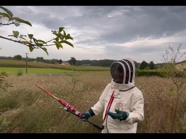 Большое гнездо азиатского шершня в яблочном саду  Охотник на шершня (сезон 2024)