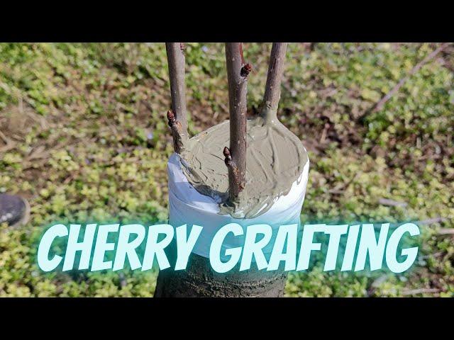 How to graft cherry bark grafting