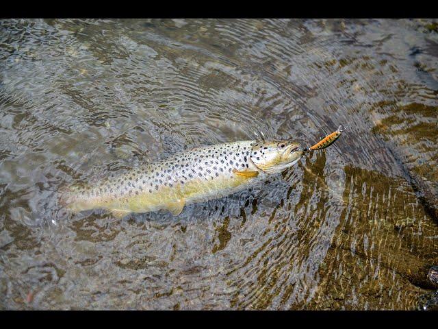 Trout fishing at Lake Biograd - Montenegro