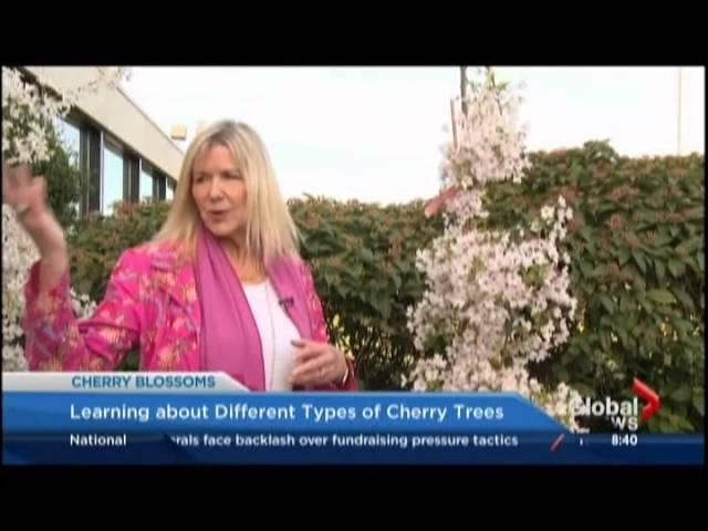 Global News: Vancouver Cherry Blossom Festival March 31, 2016