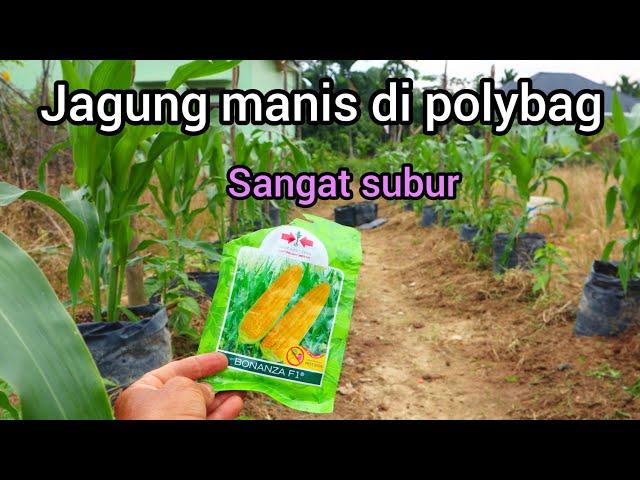 Cara menanam jagung manis di polybag/pot tumbuh subur