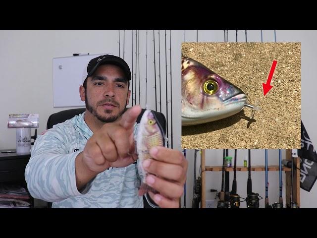 Animated Lure Review (Pros & Cons)