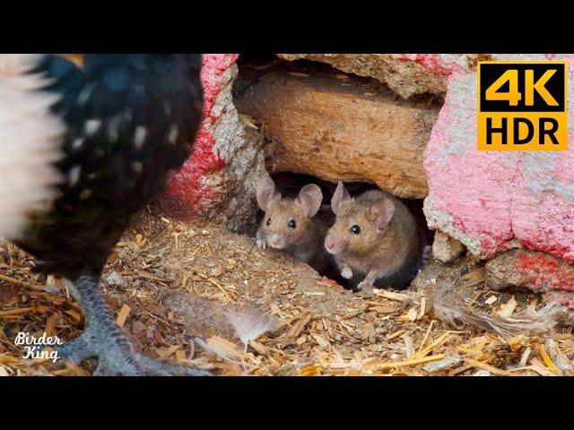 Cat TV Mice  Cute birds  Videos for cats to watch  Dog TV 8 Hours(4K HDR)
