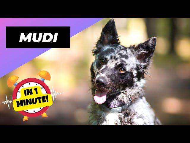 Mudi - In 1 Minute!  One Of The Rarest Dog Breeds In The World | 1 Minute Animals