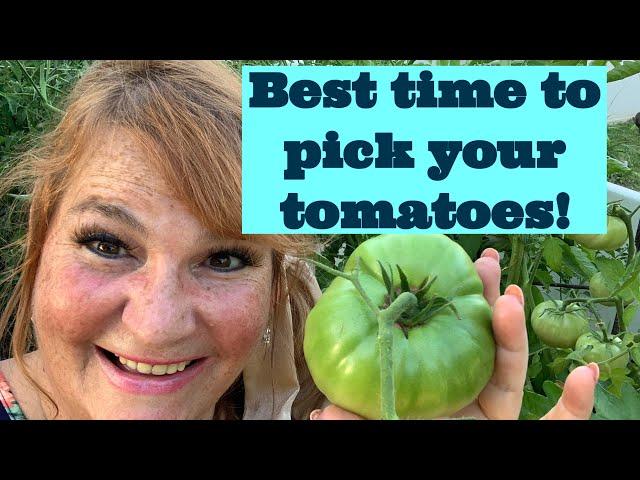 Best time to pick tomatoes!