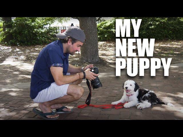 3 Ways to Photograph Your Pet Dog
