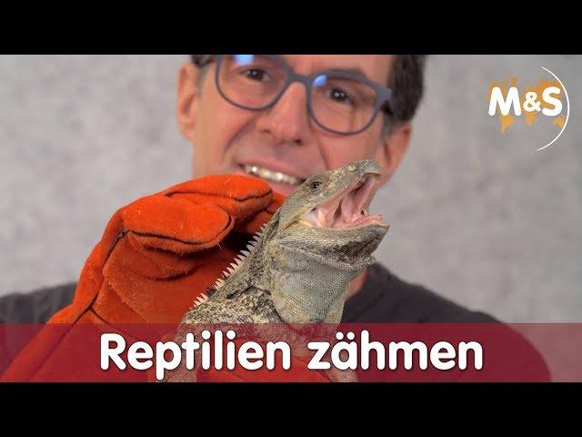 Reptilien zähmen | So wird jedes Tier brav und lieb! | Reptil TV