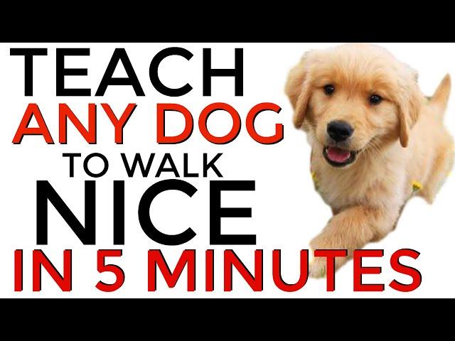 Teach ANY dog to walk nice on the leash | 5 MINUTE DOG TRAINING RESULTS!