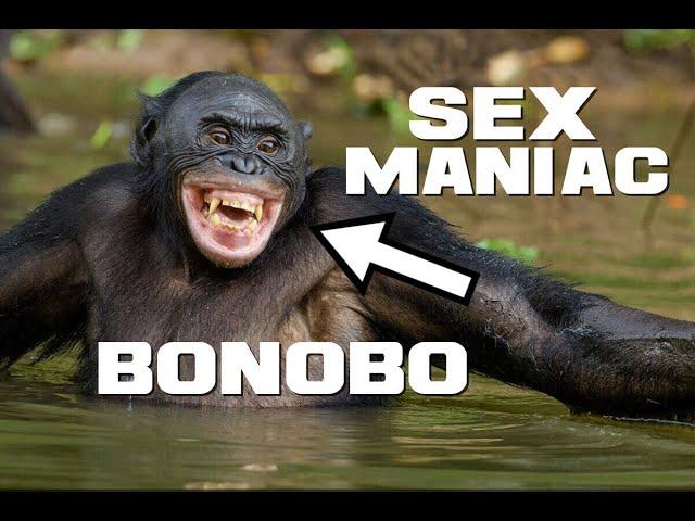 Bonobo Facts - The Peaceful Sex Maniac - Animal a Day