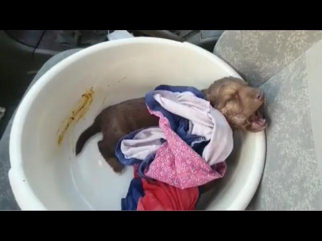 Heartbreaking of a tiny puppy can not stop screaming in pain, what happend to him