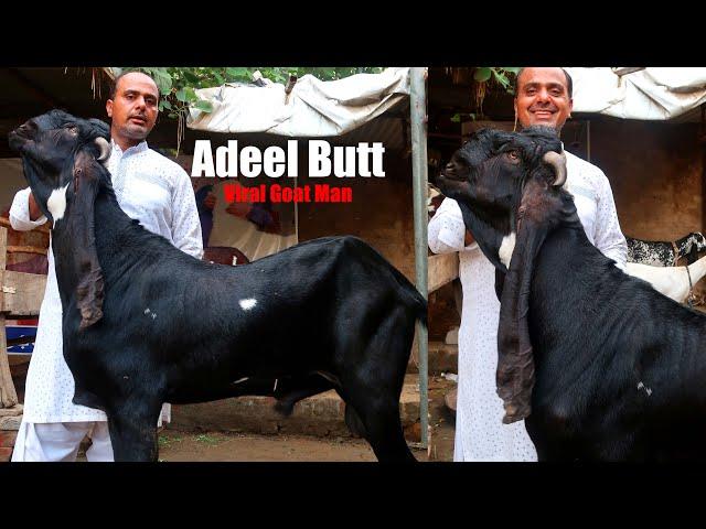 Adeel Butt Viral Goat Man On Social Media Lahore 2022