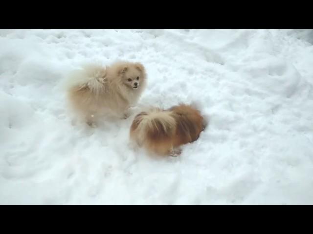 Зимние собачьи развлечения.  Winter dogs entertainments.