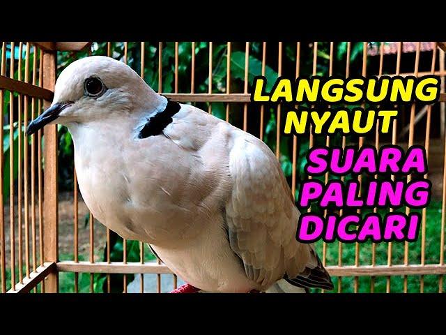 PANCINGAN MASTERAN SUARA BURUNG PUTER PELUNG GACOR DOR TERBAIK SEPANJANG MASA