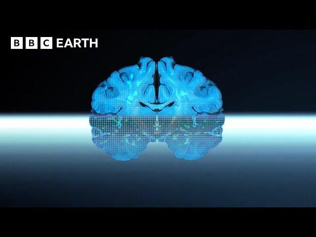 Discover The Mysteries of the Human Brain | BBC Earth Science